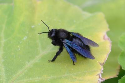 <i>Xylocopa violacea</i>