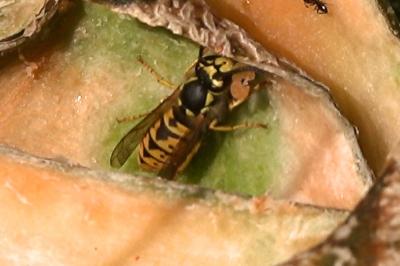 <i>Vespula germanica</i>