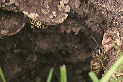 <i>Vespula vulgaris</i>