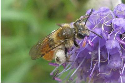 <i>Andrena marginata</i>