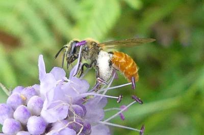<i>Andrena marginata</i>
