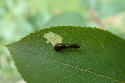 <i>Caliroa cerasi</i>