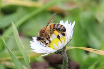 <i>Apis mellifera</i>