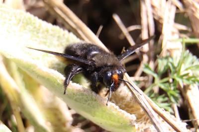<i>Xylocopa violacea</i>