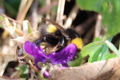 <i>Bombus</i>