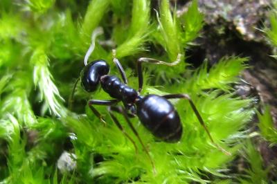 <i>Lasius fuliginosus</i>