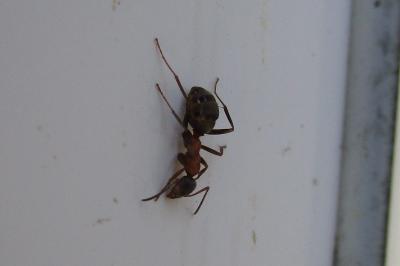 <i>Formica rufibarbis</i>