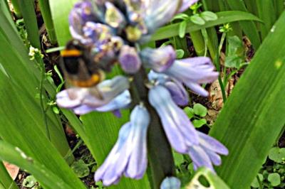 <i>Bombus hortorum</i>