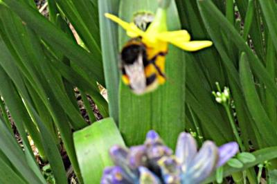 <i>Bombus hortorum</i>