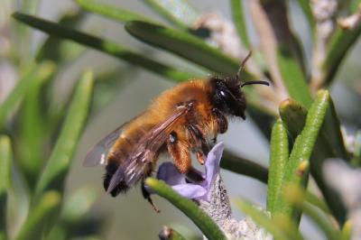 <i>Andrena nigroaenea</i>