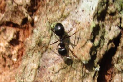 <i>Lasius fuliginosus</i>