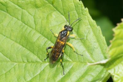 <i>Macrophya montana</i>