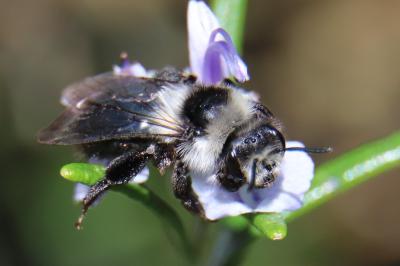 <i>Andrena cineraria</i>