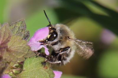 <i>Anthophora plumipes</i>
