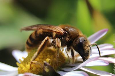 <i>Halictus scabiosae</i>