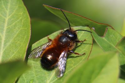 <i>Osmia bicornis</i>
