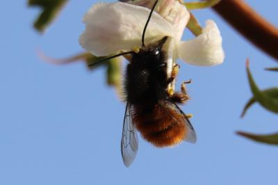 <i>Osmia cornuta</i>