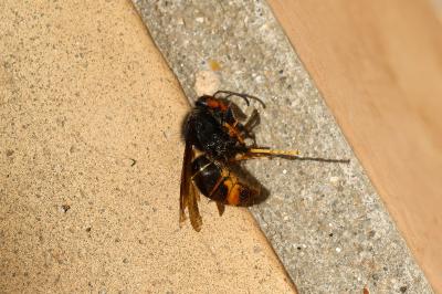 <i>Vespa velutina</i>
