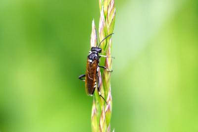 <i>Macrophya duodecimpunctata</i>