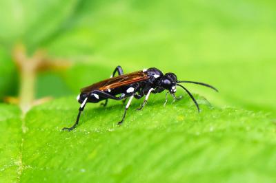 <i>Macrophya duodecimpunctata</i>