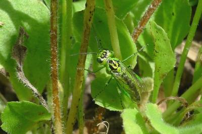 <i>Rhogogaster chlorosoma</i>