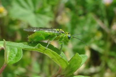 <i>Rhogogaster chlorosoma</i>
