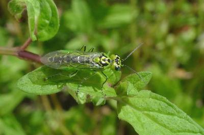 <i>Rhogogaster chlorosoma</i>