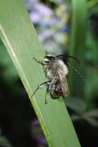 <i>Eucera</i>