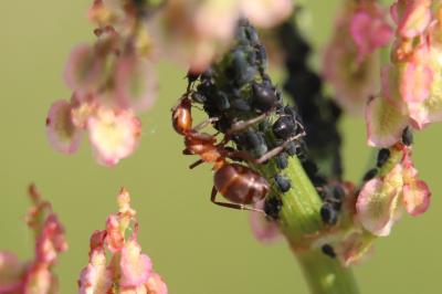 <i>Formica pratensis</i>