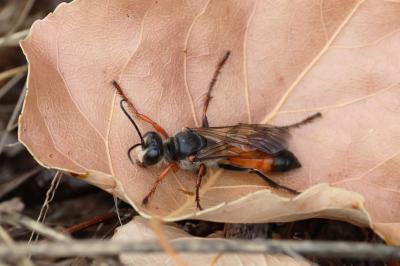 <i>Sphex funerarius</i>