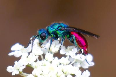 <i>Chrysis ignita</i>