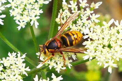 <i>Dolichovespula media</i>