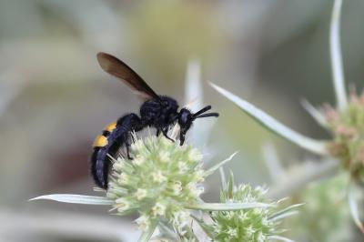 <i>Scolia hirta</i>