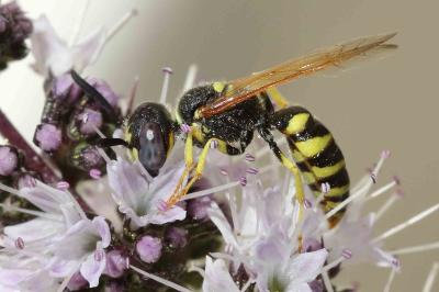 <i>Philanthus triangulum</i>
