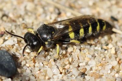 <i>Bembecinus tridens</i>