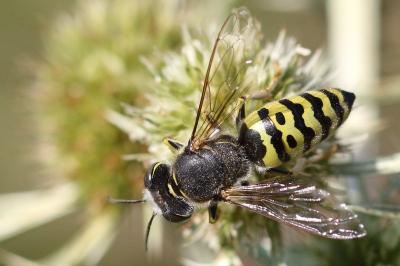 <i>Bembix oculata</i>