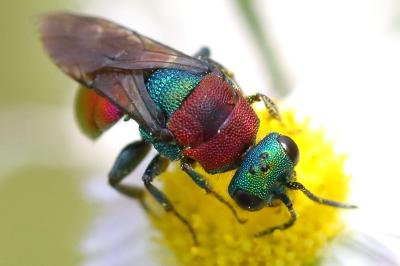 <i>Hedychrum nobile</i>