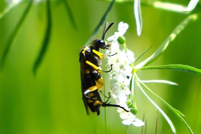 <i>Macrophya montana</i>