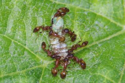<i>Temnothorax</i>
