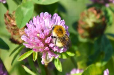 <i>Bombus pascuorum</i>