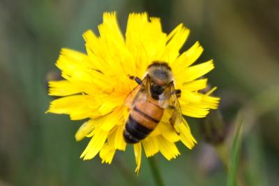 <i>Apis mellifera</i>