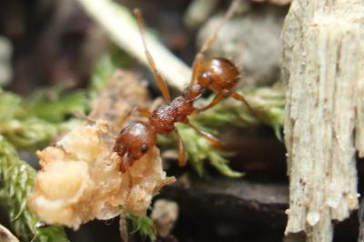 <i>Myrmica ruginodis</i>