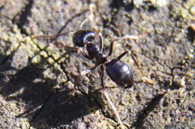 <i>Lasius fuliginosus</i>