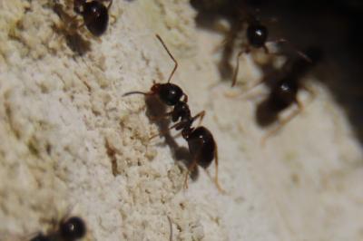 <i>Lasius platythorax</i>