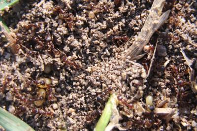 <i>Tetramorium caespitum</i>