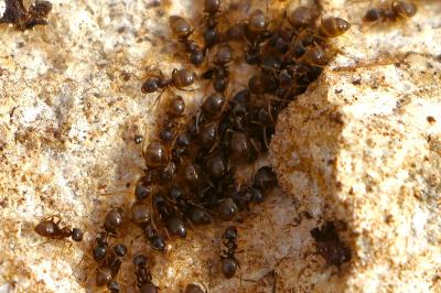 <i>Lasius</i>