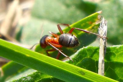 <i>Formica sanguinea</i>