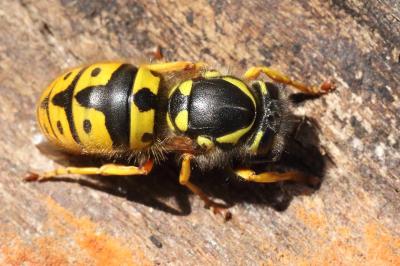 <i>Vespula germanica</i>