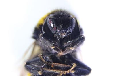 <i>Bombus terrestris</i>