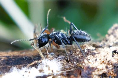 <i>Camponotus vagus</i>